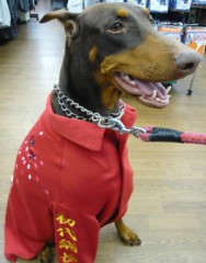 愛犬ドーベルマン「神楽 KAGURA」ちゃんの赤特攻服です！サムネイル